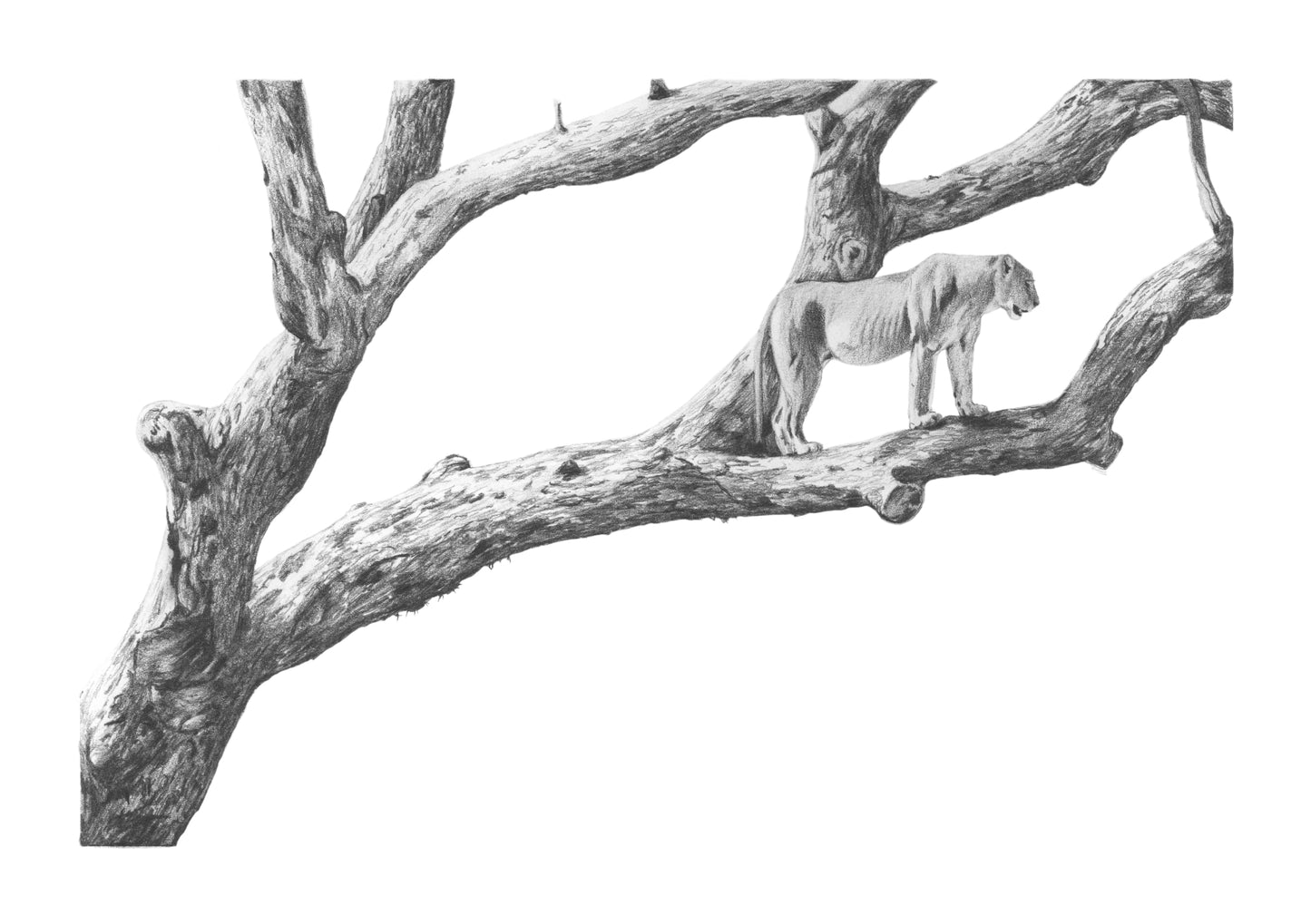 'Marula Lioness' Original Artwork