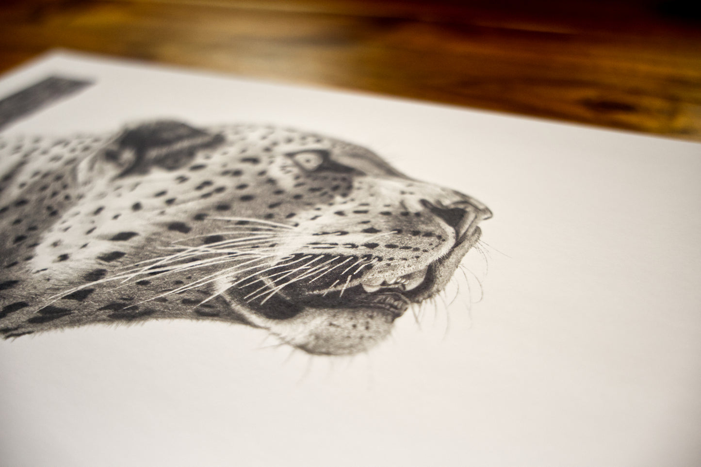 'Leopards Gaze' Limited Fine Art Print