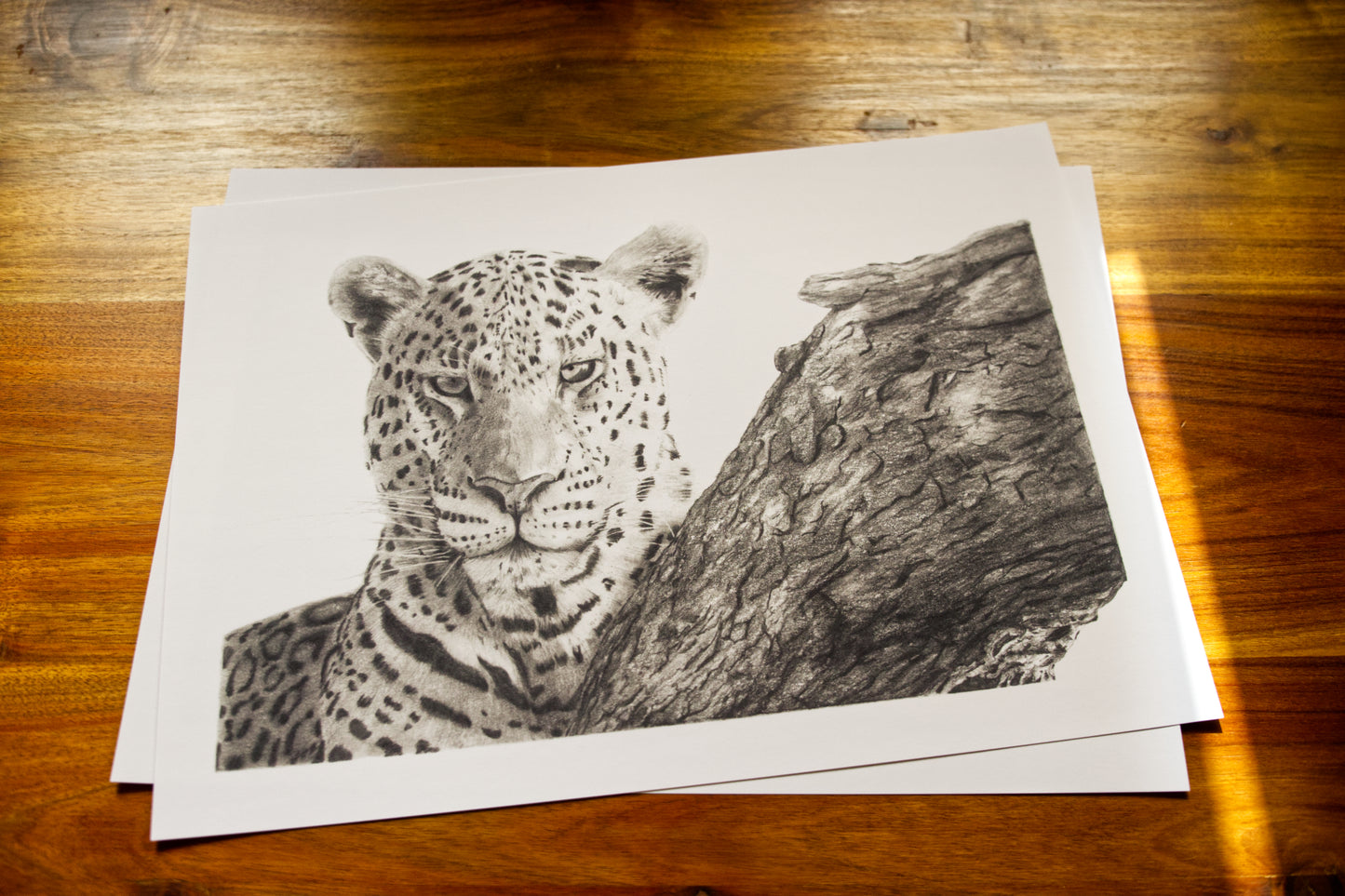 'Leopards Stare' Limited Fine Art Print