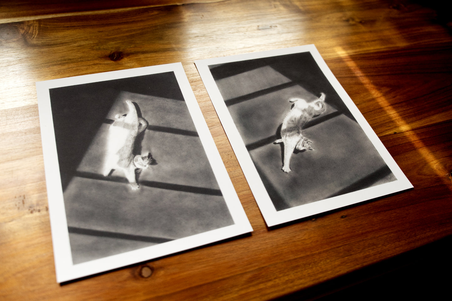 'Hallway Cat 2' Fine Art Print