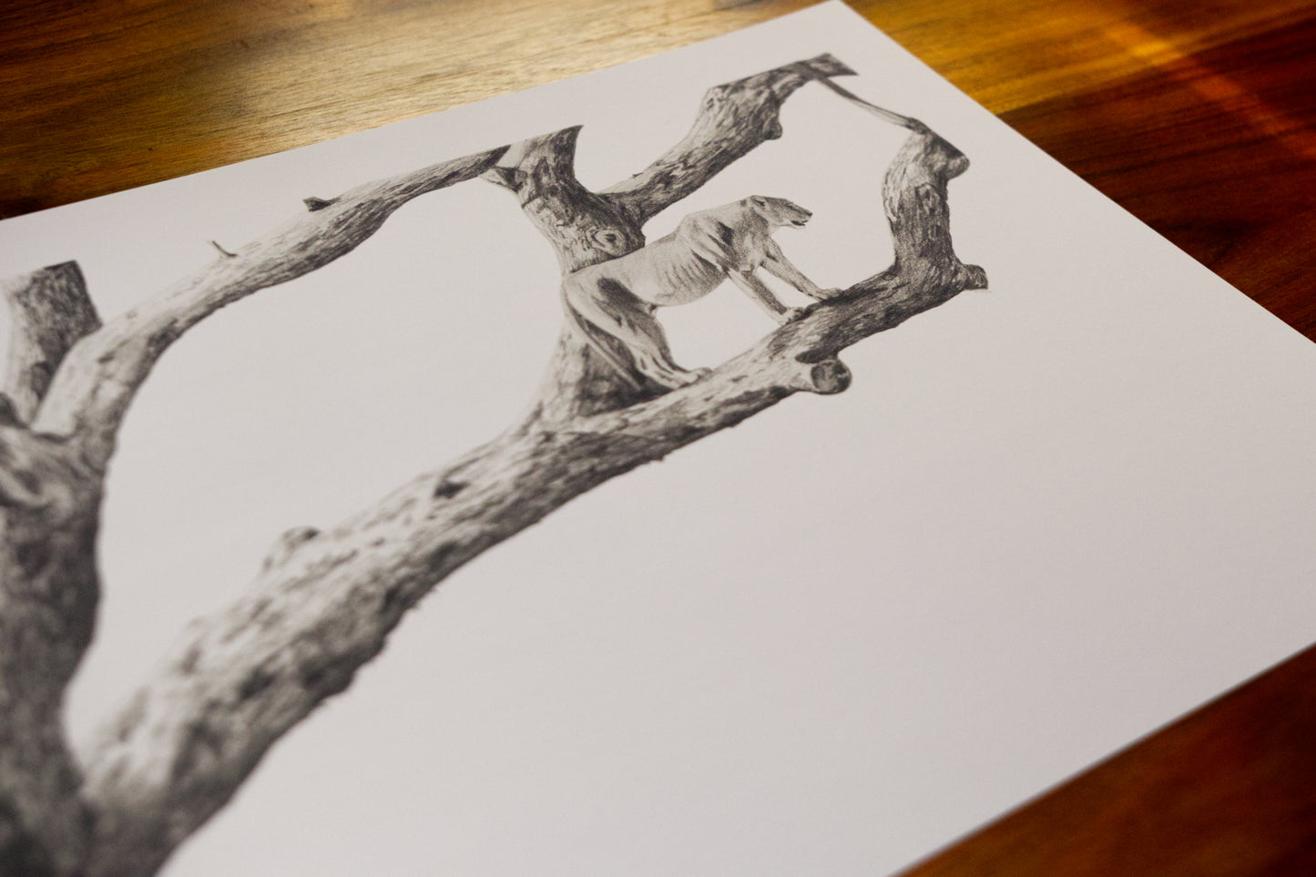 'Marula Lioness' Limited Fine Art Print