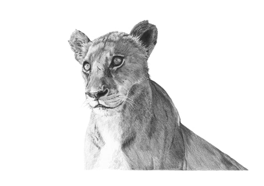 'Dappled Lioness' Fine Art Print