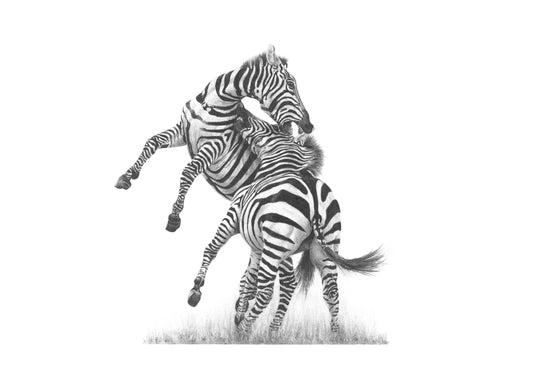 'Fighting Stallions' Limited Fine Art Print.