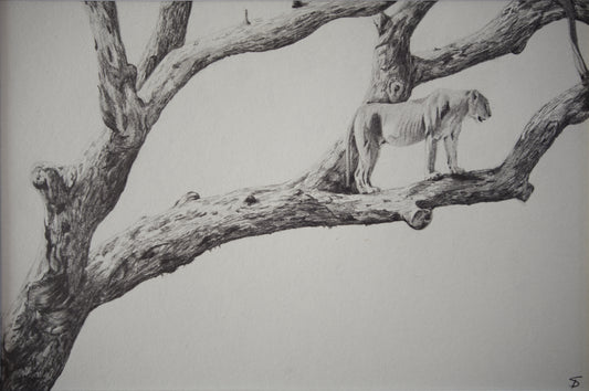 'Marula Lioness' Original Artwork