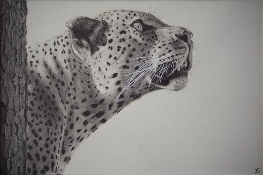 'Leopards Gaze' Original Artwork