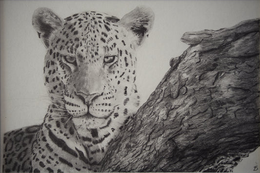 'Leopards Stare' Original Artwork