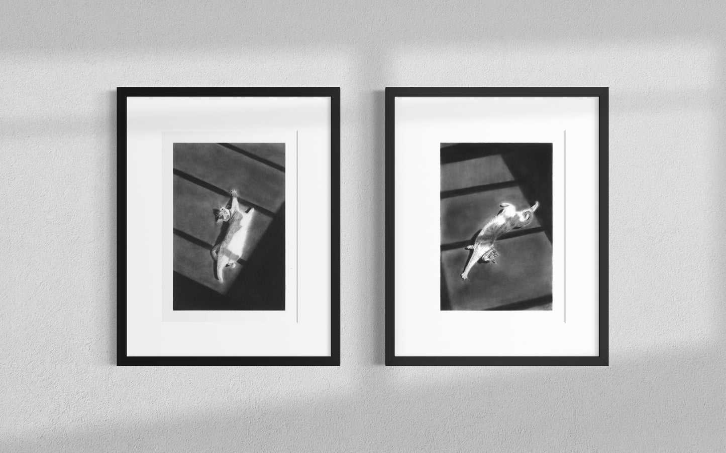 'Hallway Cat 2' Fine Art Print