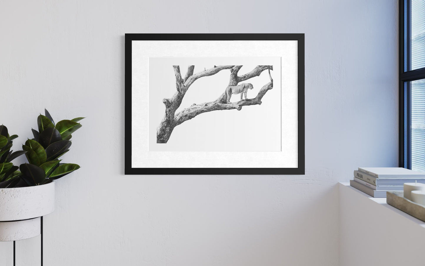 'Marula Lioness' Limited Fine Art Print