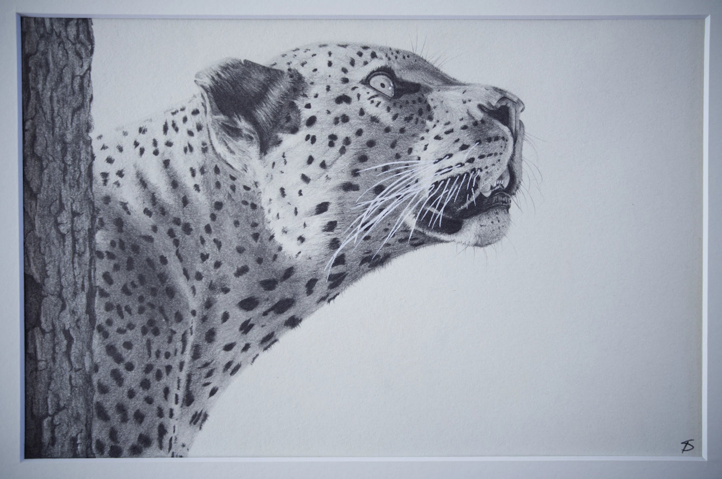 'Leopards Gaze' Original Artwork