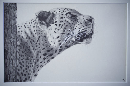 'Leopards Gaze' Original Artwork