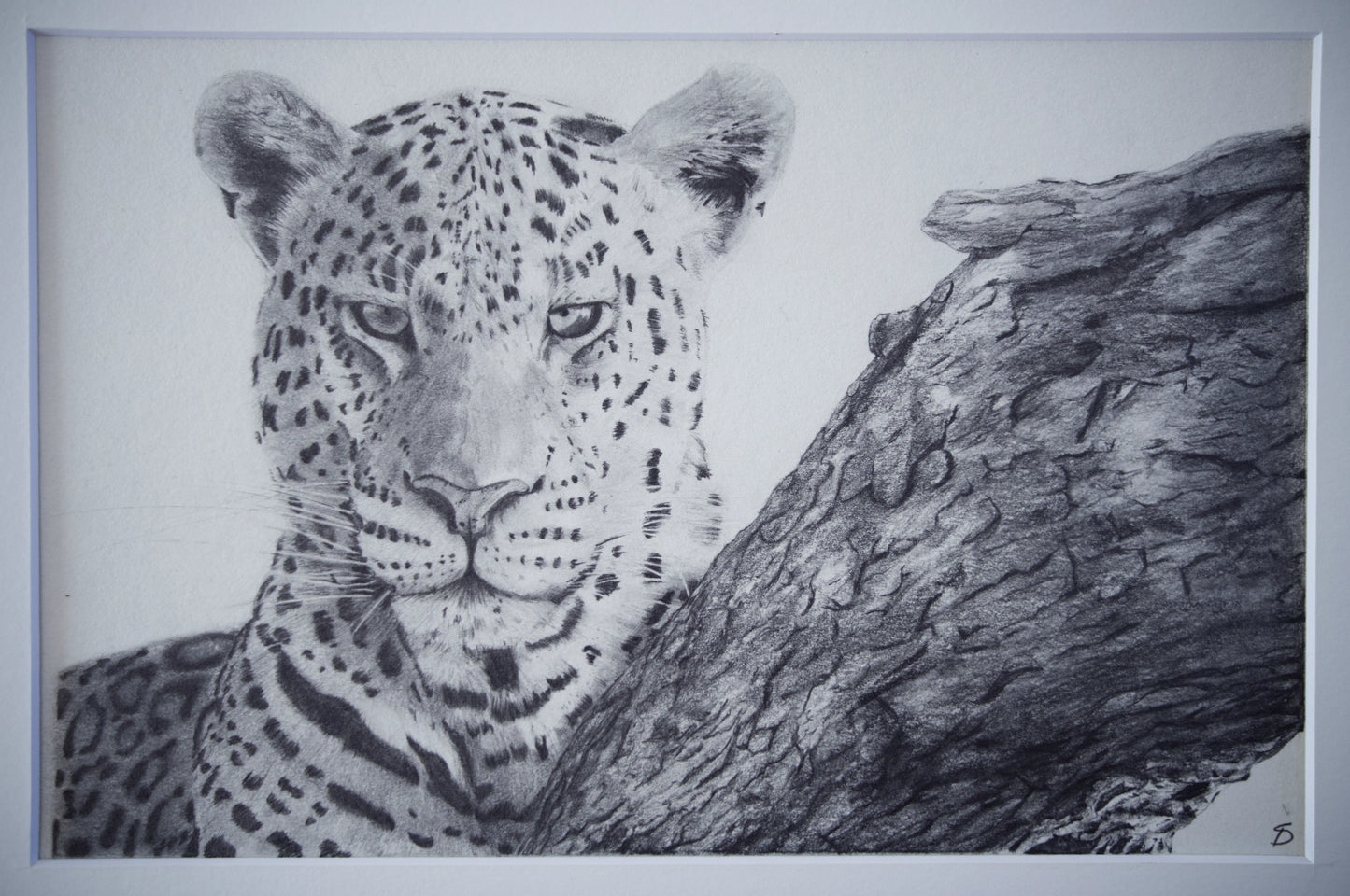 'Leopards Stare' Original Artwork