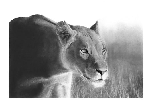 'Lioness in Grass' Limited Fine Art Print