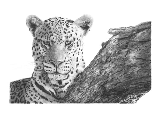 'Leopards Stare' Limited Fine Art Print