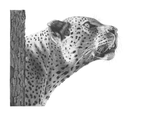 'Leopards Gaze' Limited Fine Art Print