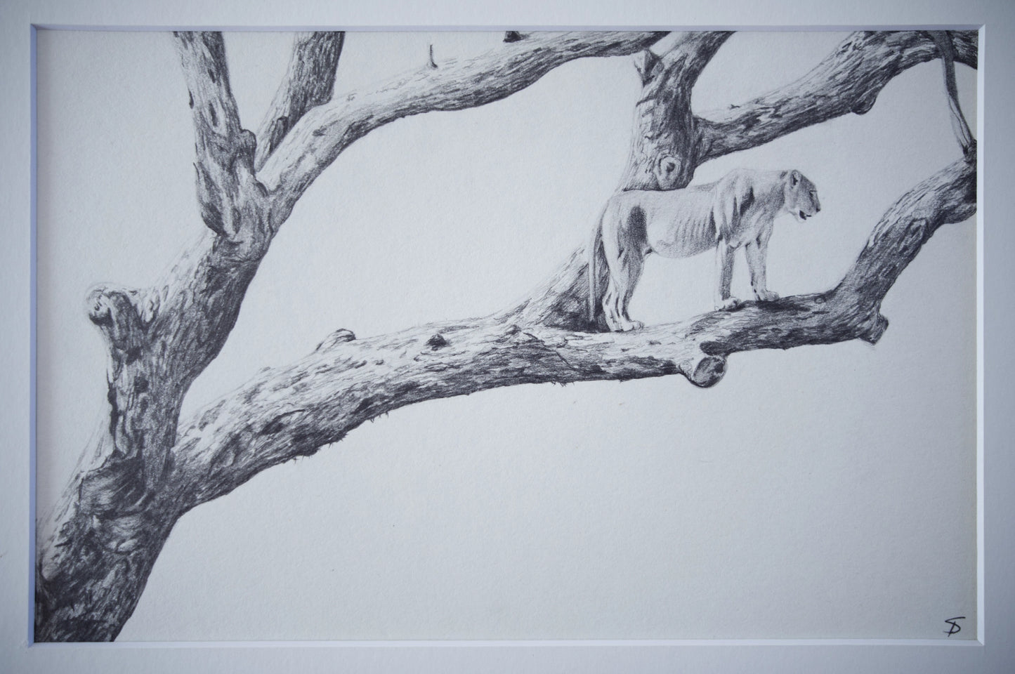 'Marula Lioness' Original Artwork