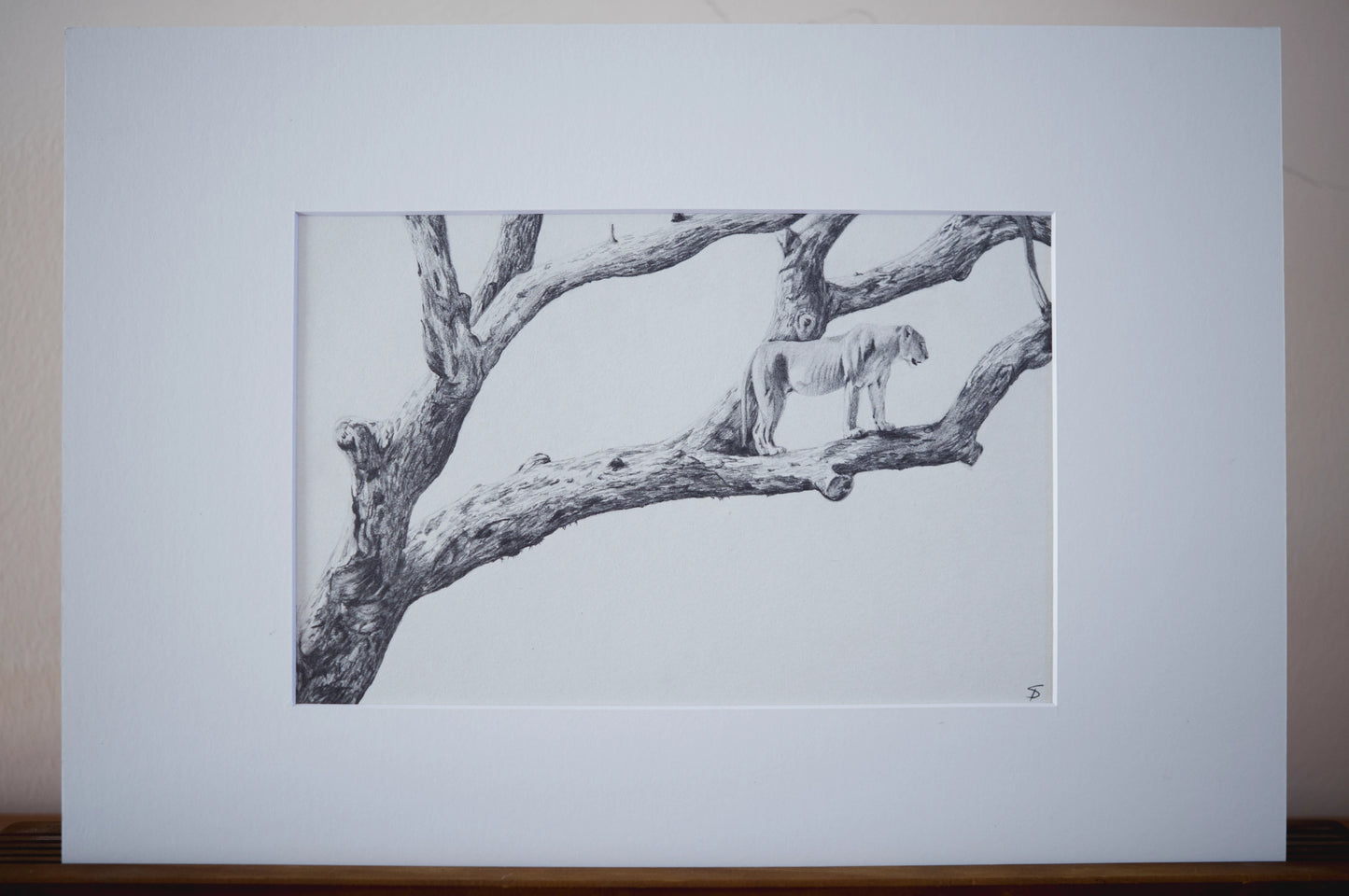 'Marula Lioness' Original Artwork