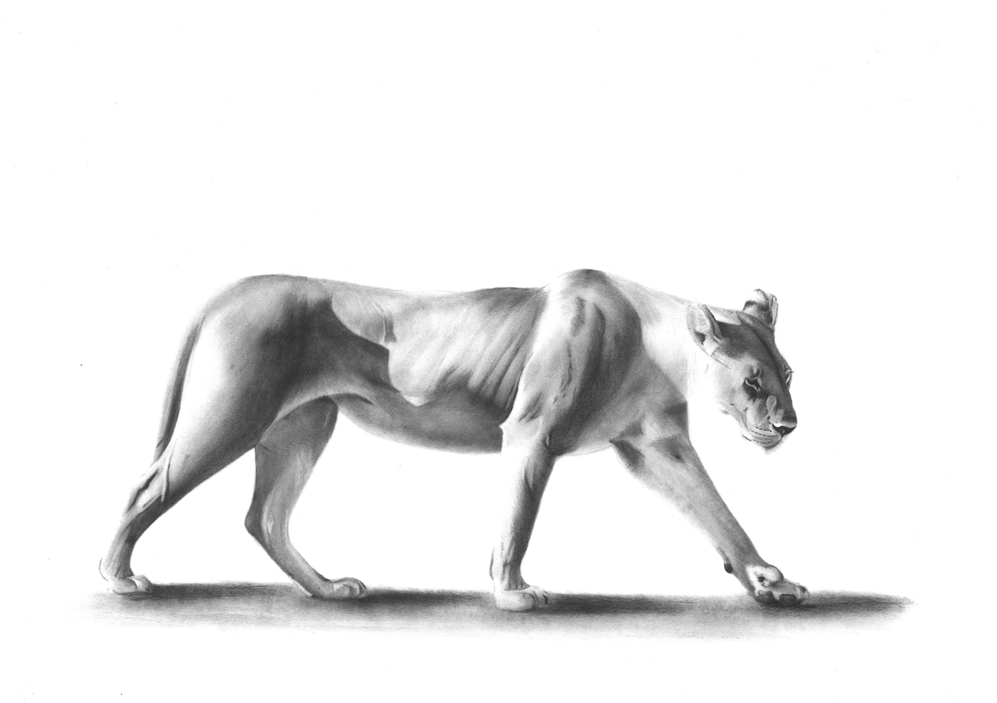 'Queen' Limited Fine Art Print