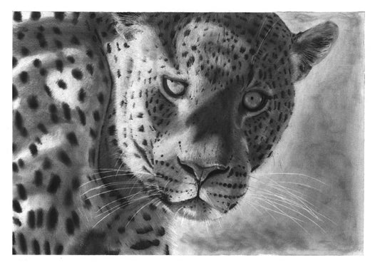 'The Shadow Stalker' Limited Fine Art Print